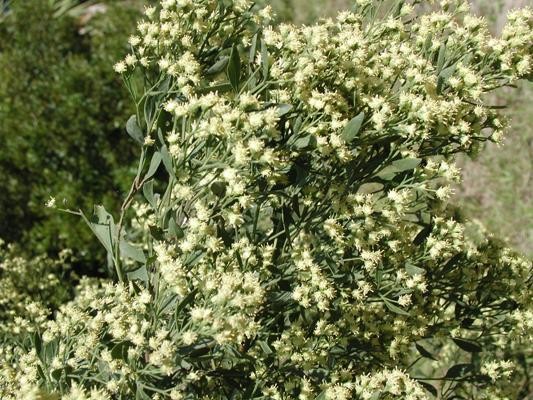Groundsel